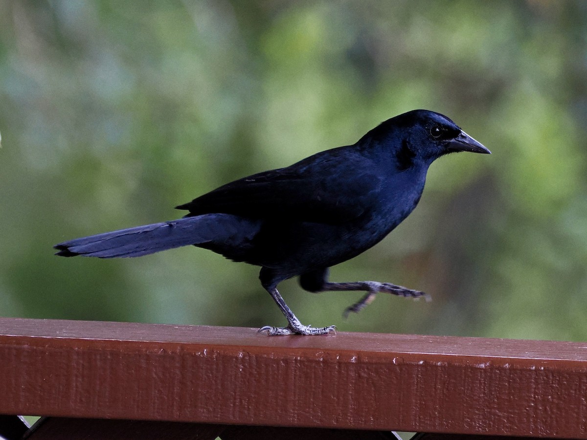 Melodious Blackbird - ML646993708