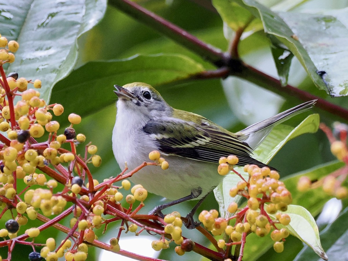 Chestnut-sided Warbler - ML646993713