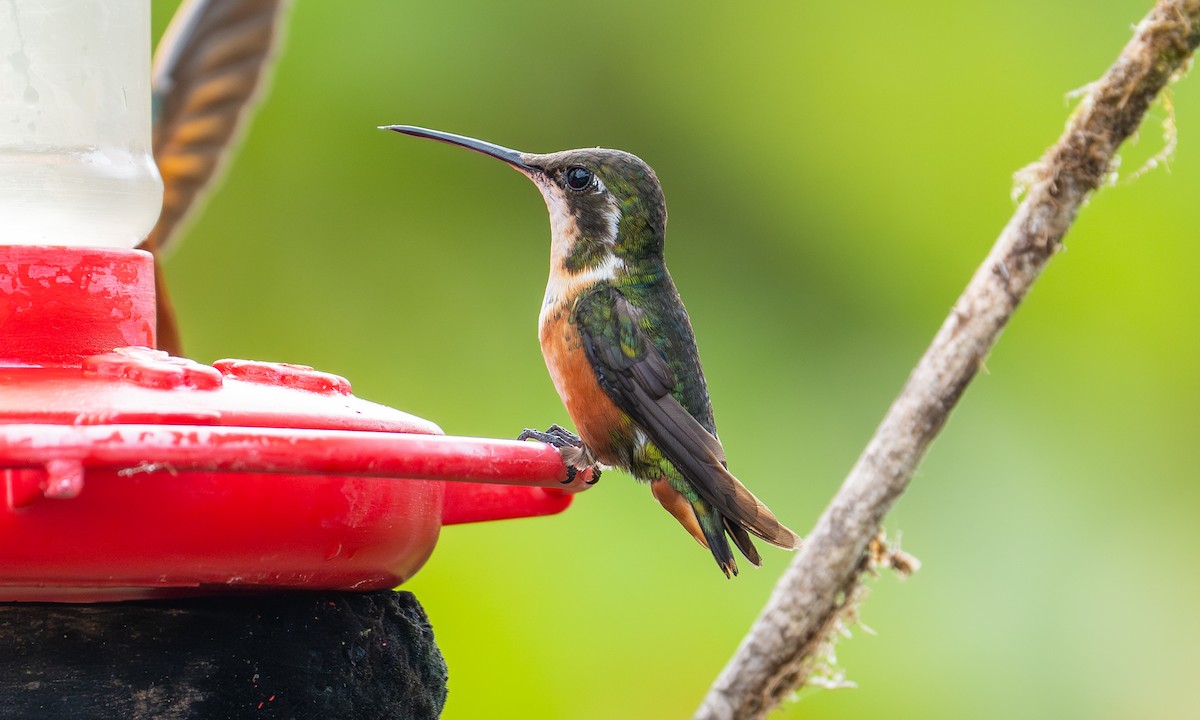 White-bellied Woodstar - ML646993719