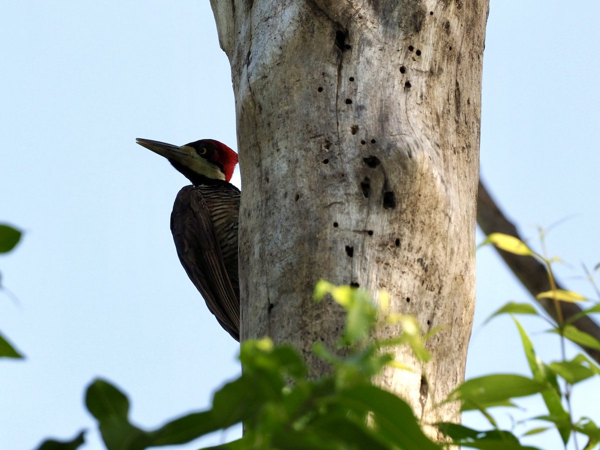 Crimson-crested Woodpecker - ML646993720
