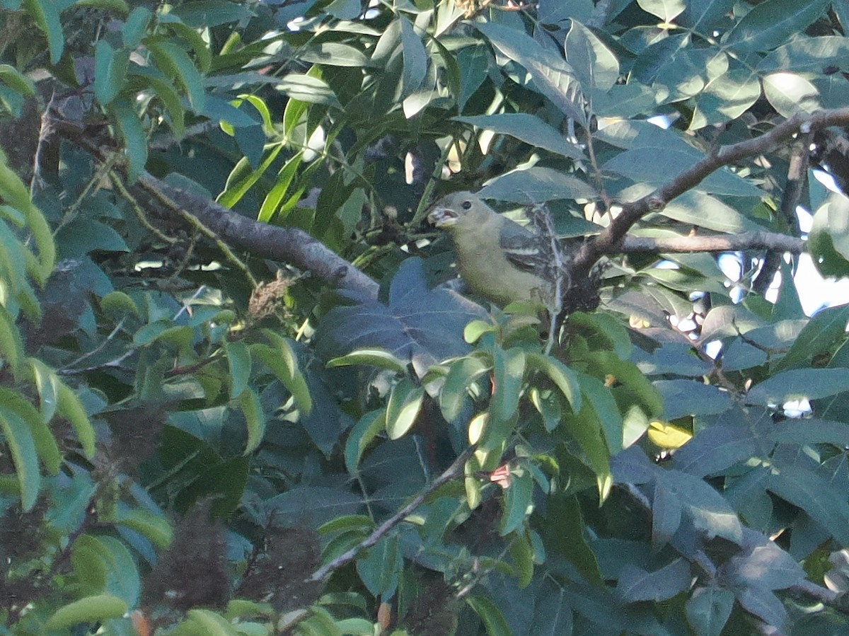 Желтоплечая пиранга - ML646993722