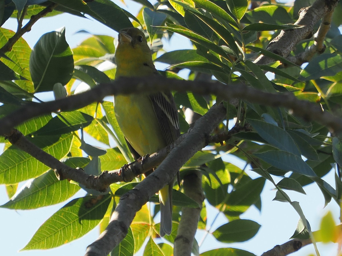 Желтоплечая пиранга - ML646993723