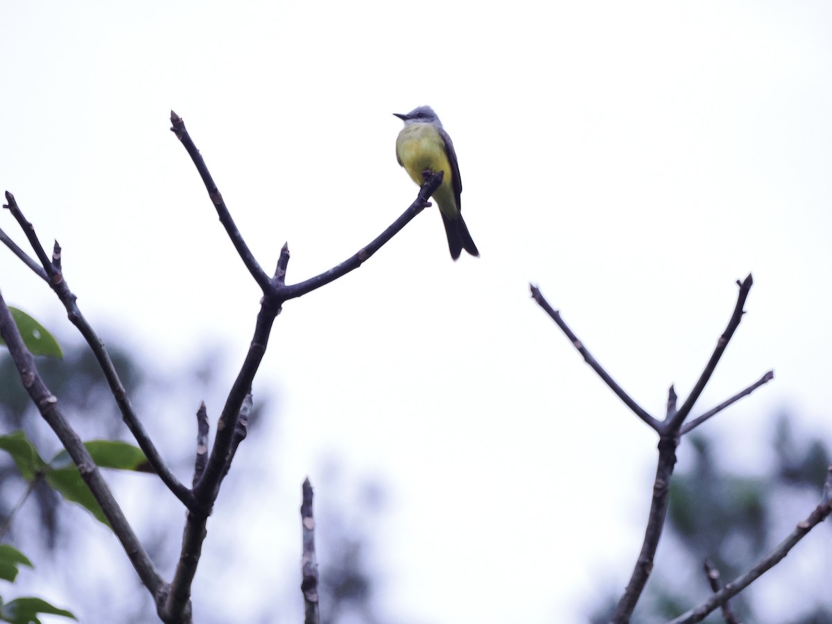 Tropical Kingbird - ML646993727