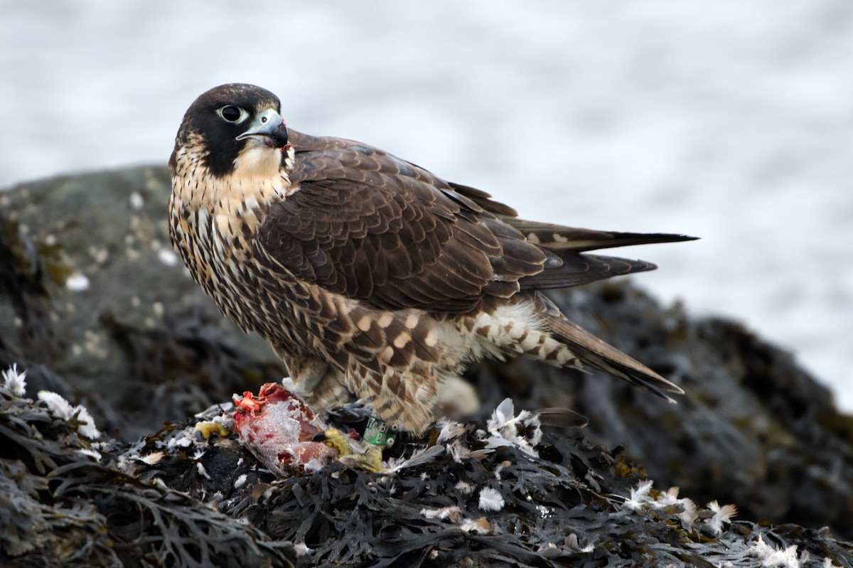 Falco pellegrino - ML646993740