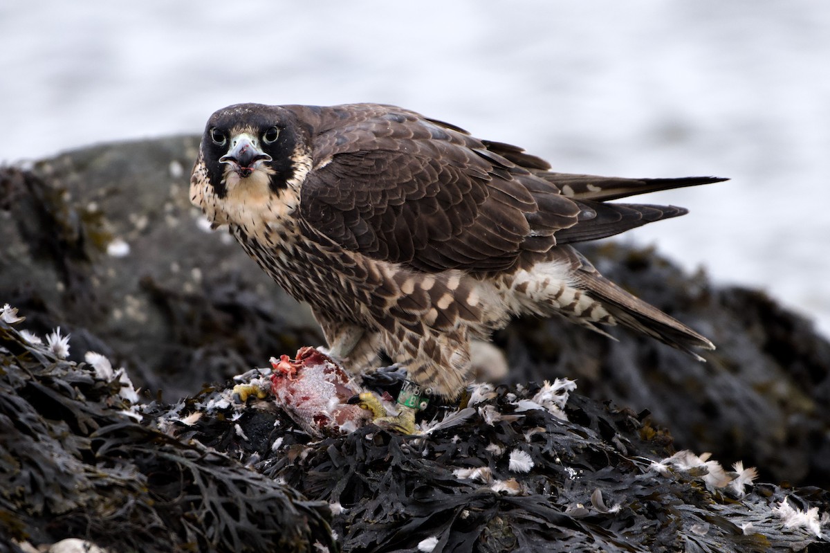 Falco pellegrino - ML646993742