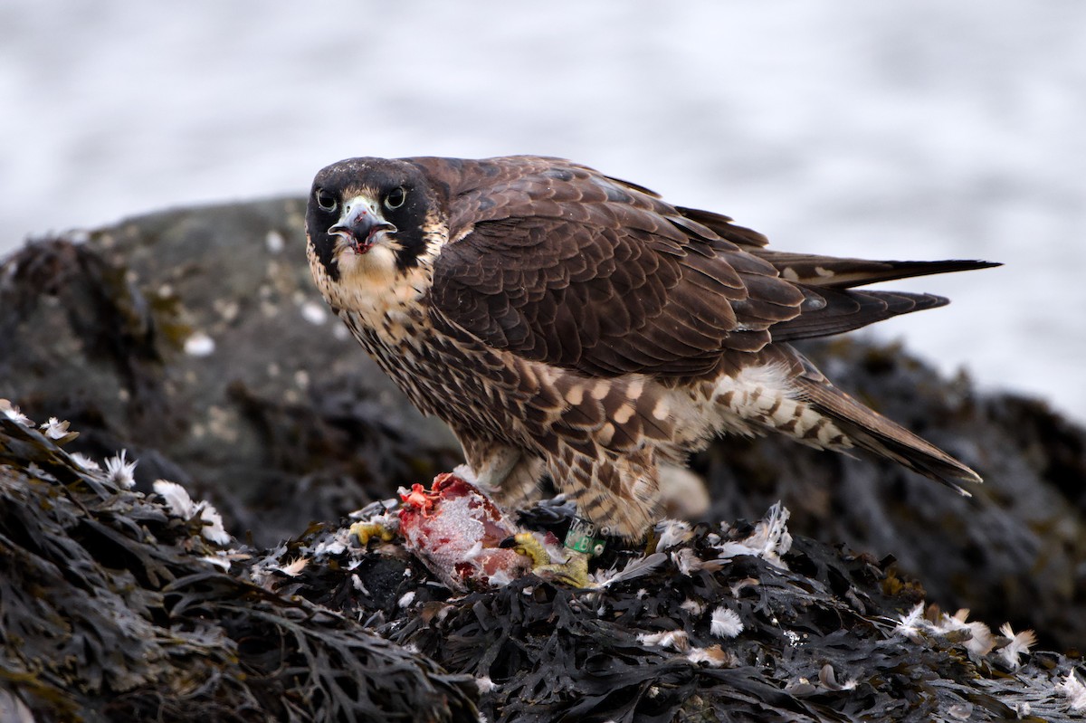 Falco pellegrino - ML646993744