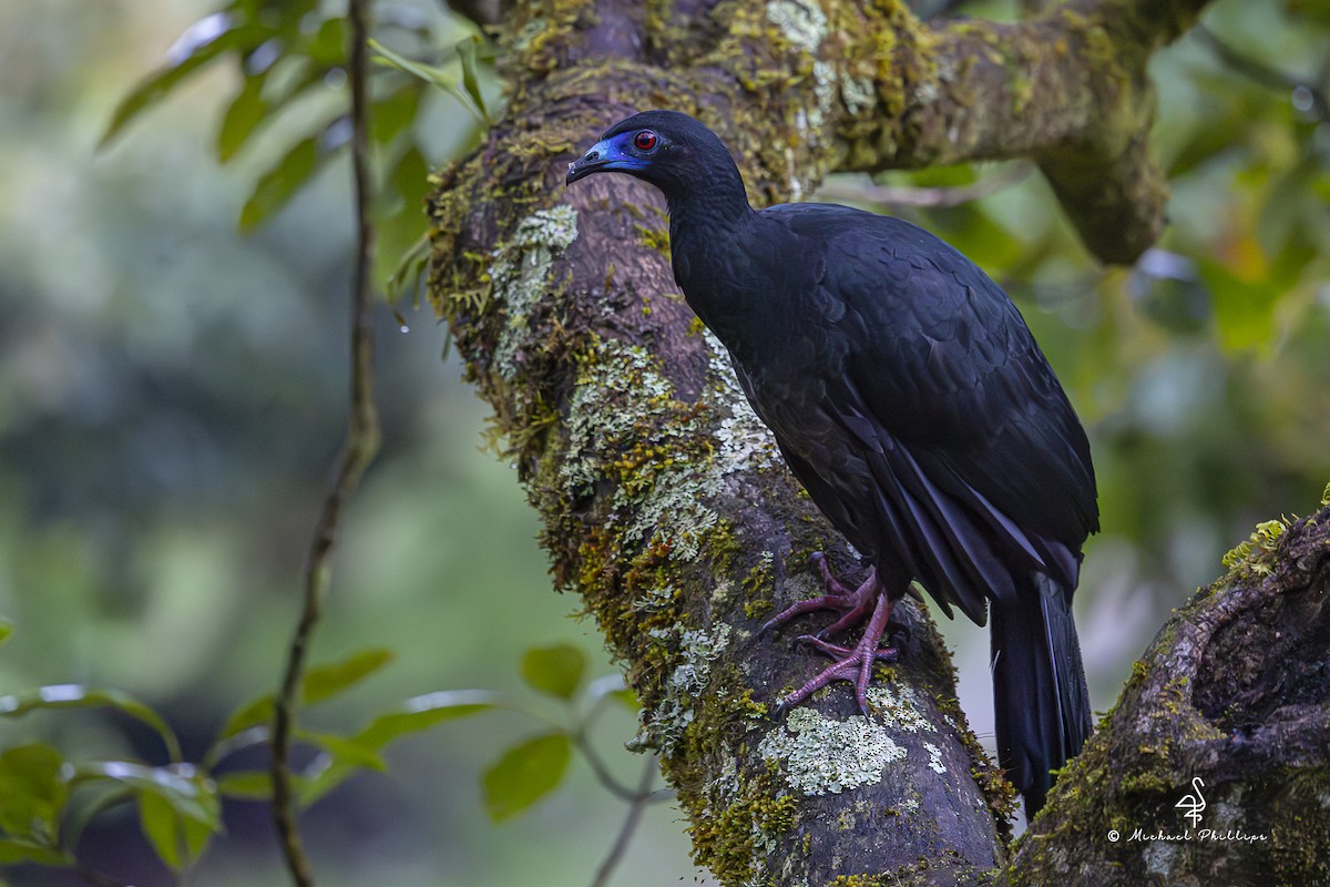 Schwarzguan - ML646993745