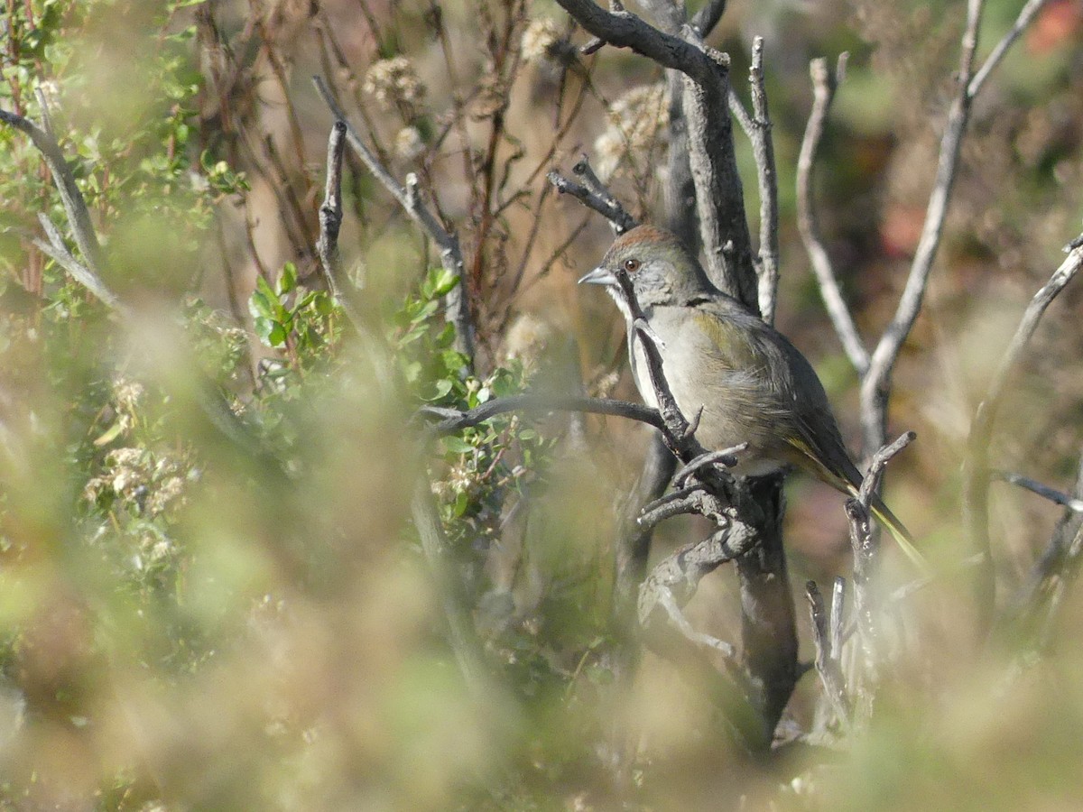 ミドリトウヒチョウ - ML646993746