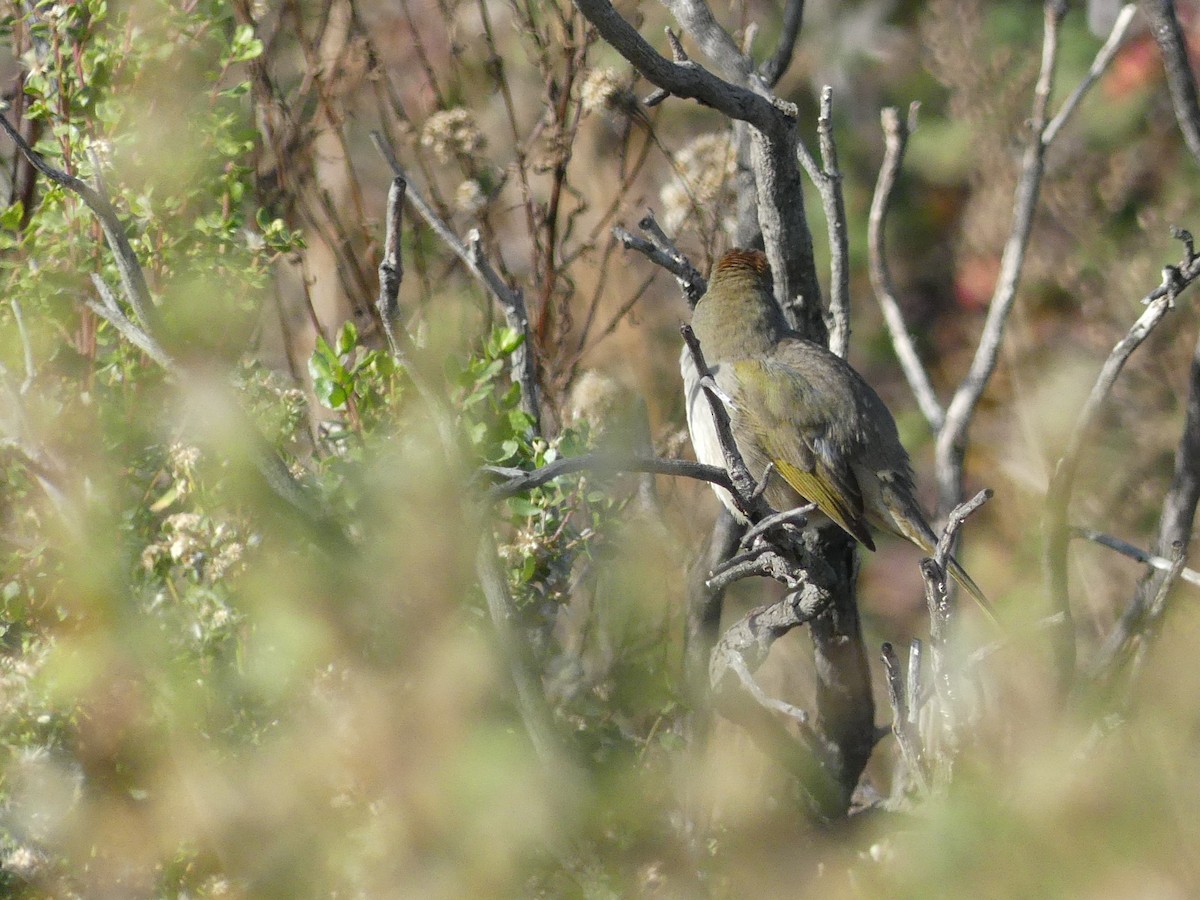 ミドリトウヒチョウ - ML646993748