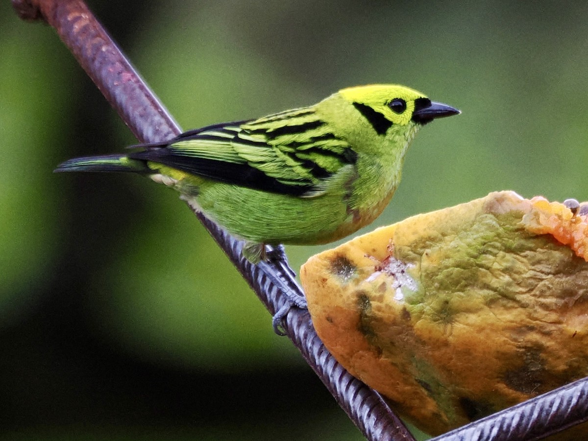 Emerald Tanager - ML646993757