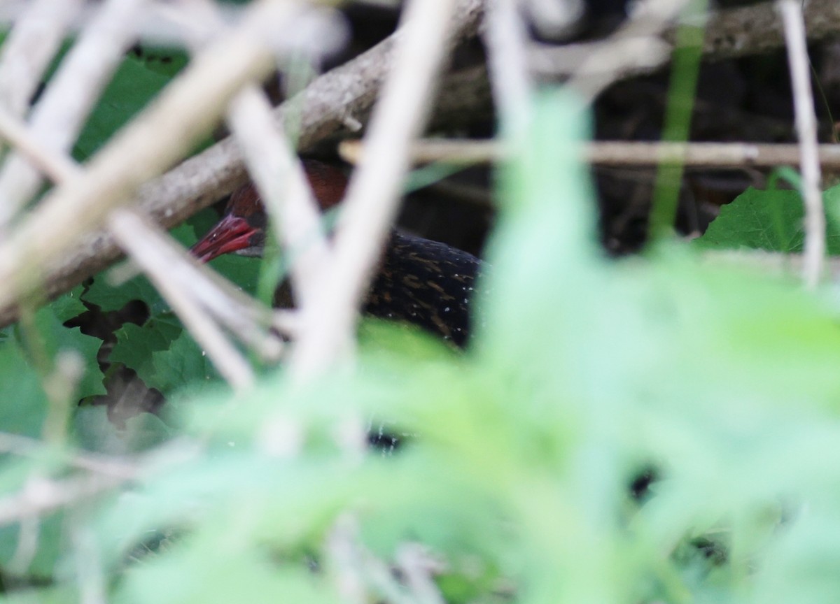 Lewin's Rail - ML646993761