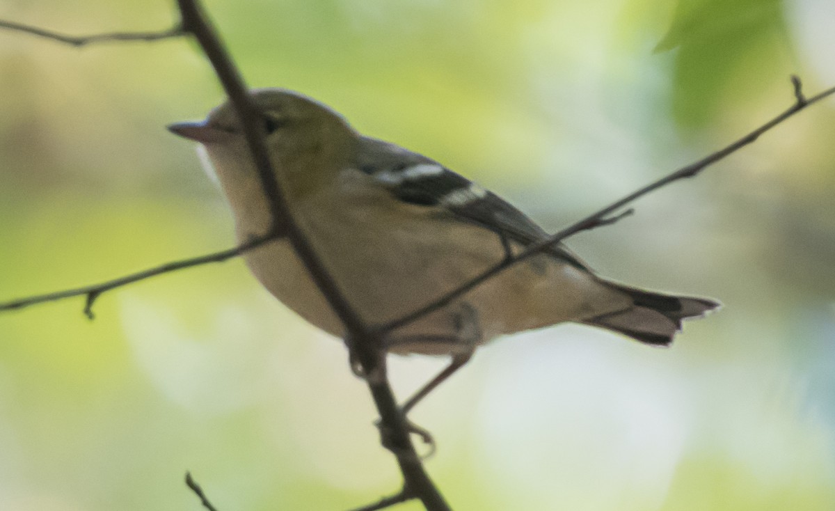 Bay-breasted Warbler - ML646993763