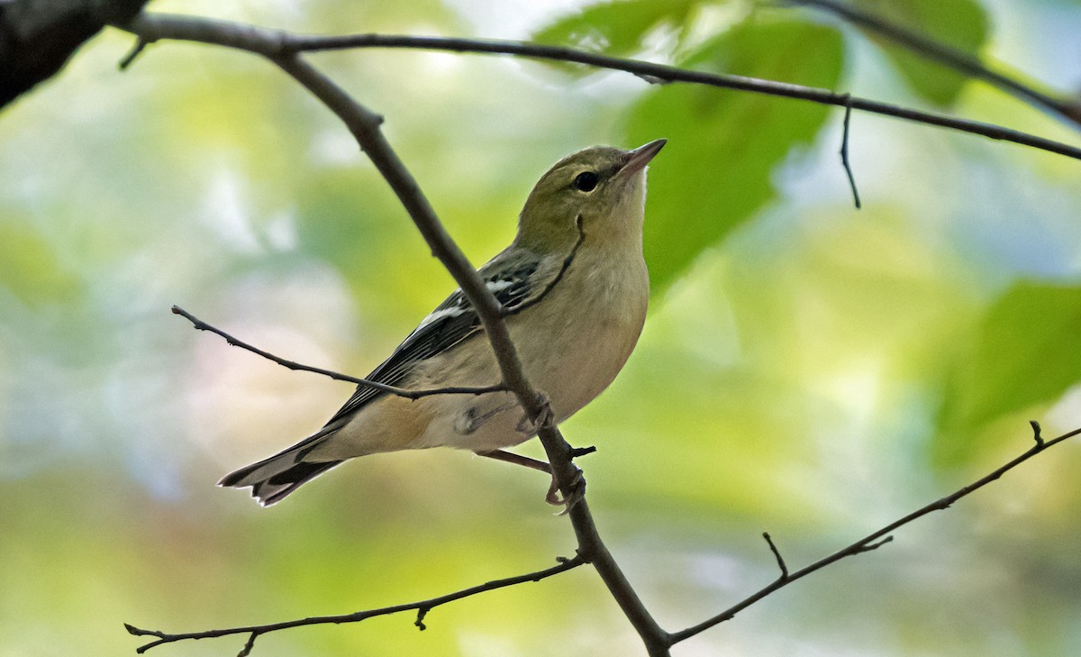 Bay-breasted Warbler - ML646993764