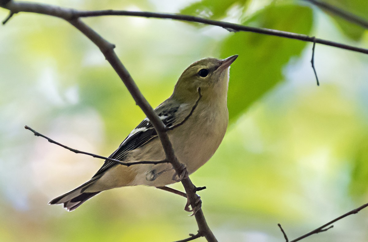 Bay-breasted Warbler - ML646993765
