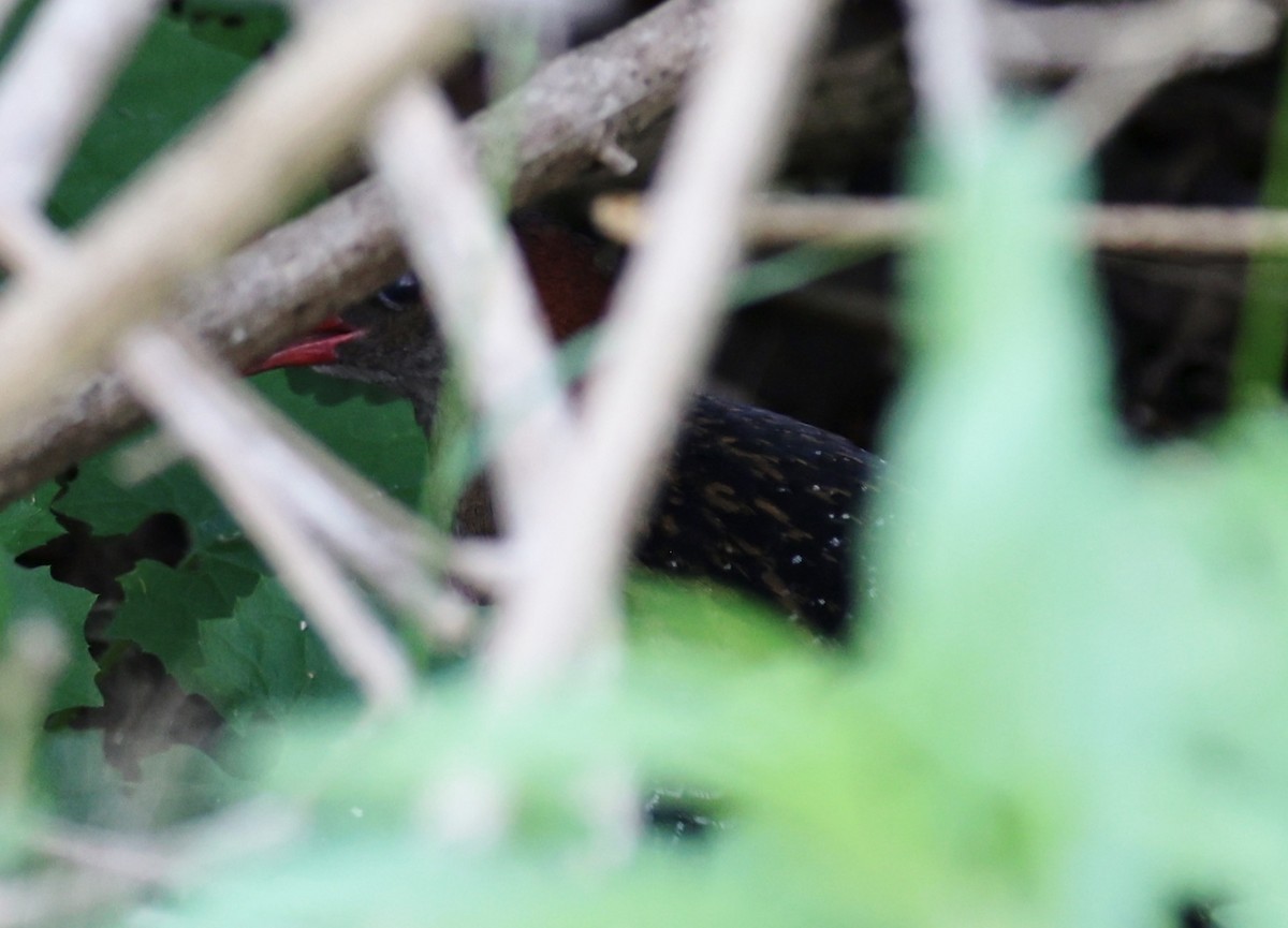 Lewin's Rail - ML646993766