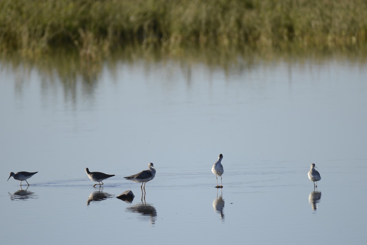 Lesser Yellowlegs - ML646993767