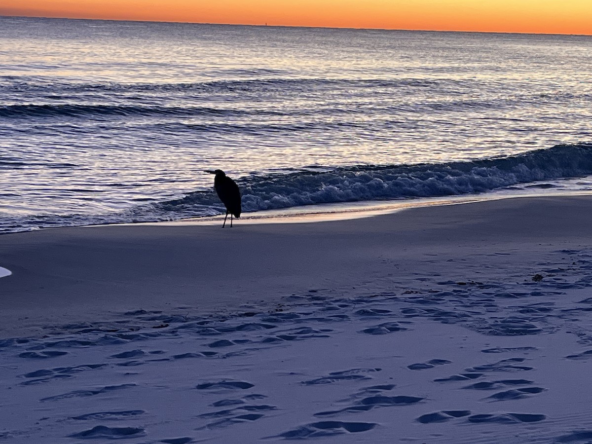 Great Blue Heron - ML646993768