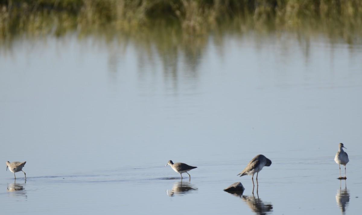 Lesser Yellowlegs - ML646993774