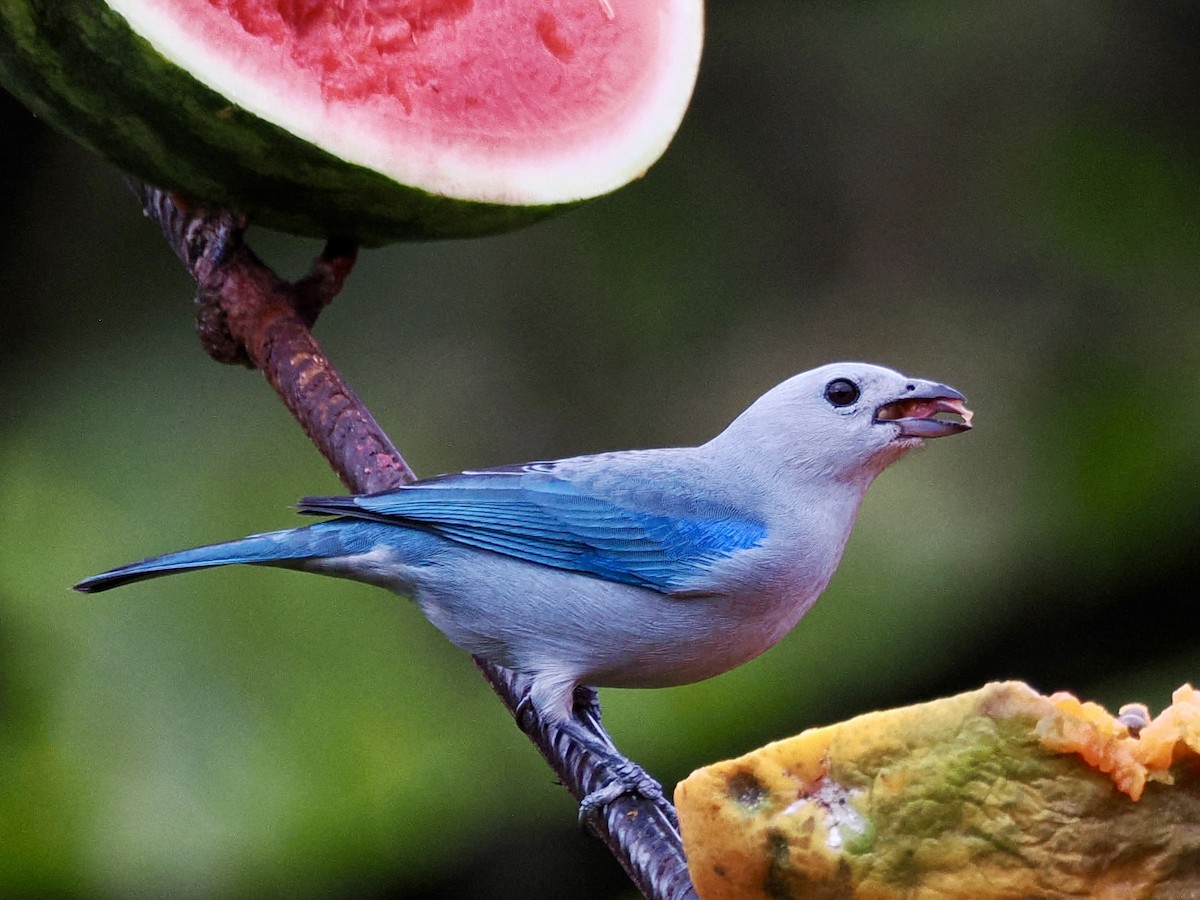 Blue-gray Tanager - ML646993777