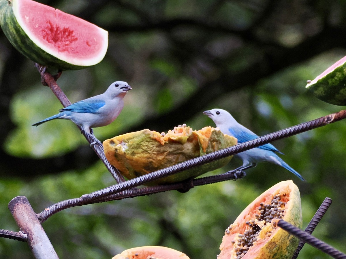 Blue-gray Tanager - ML646993778