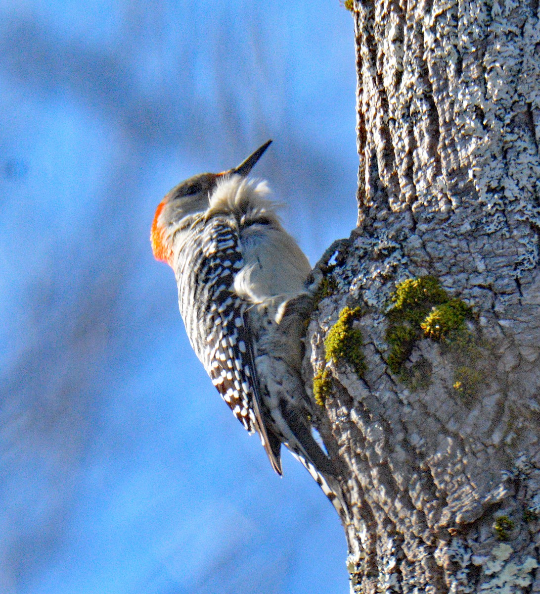 Каролинский дятел - ML646993780