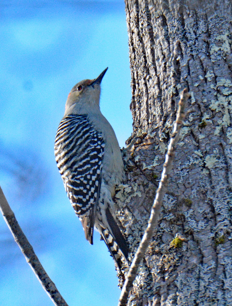 Каролинский дятел - ML646993781