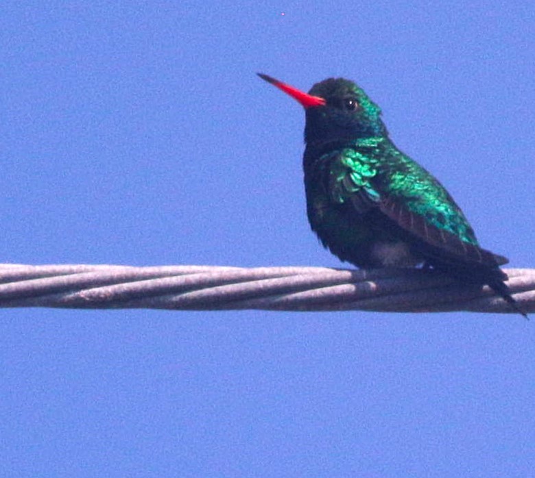 glansbuksmaragd - ML646993785