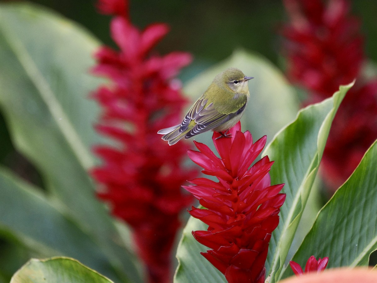 Tennessee Warbler - ML646993788