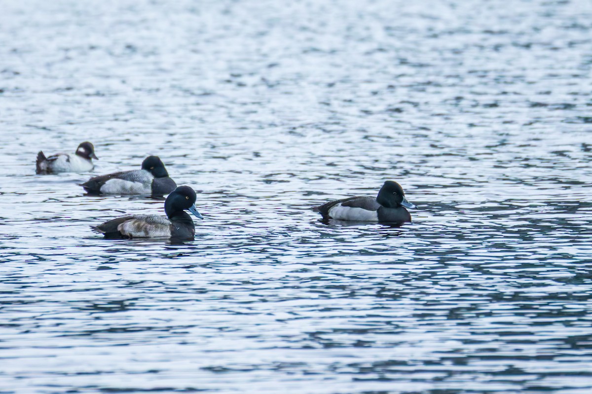 Porrón Acollarado x Bola (híbrido) - ML646993795