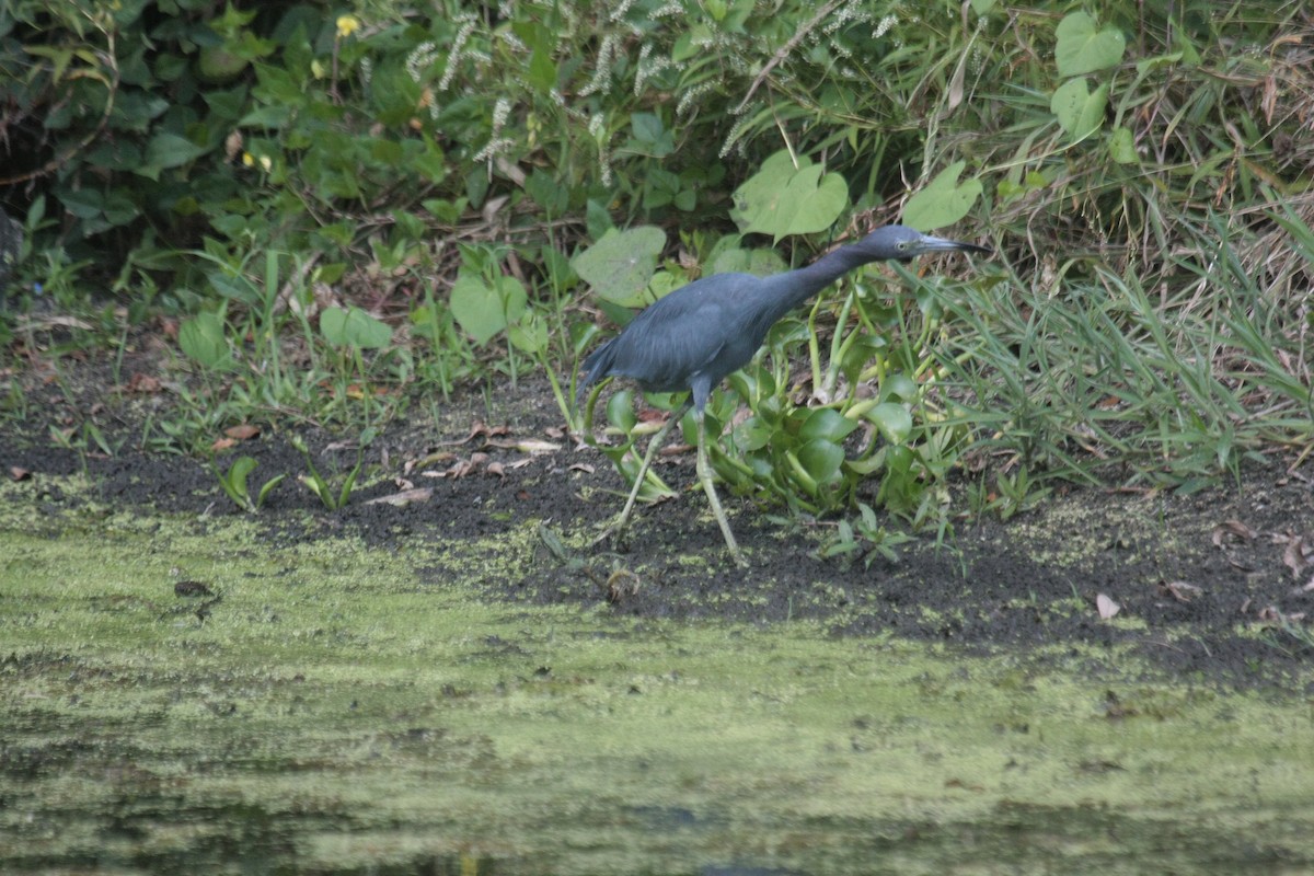 Garceta Azul - ML646993801