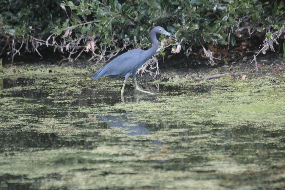 Garceta Azul - ML646993802