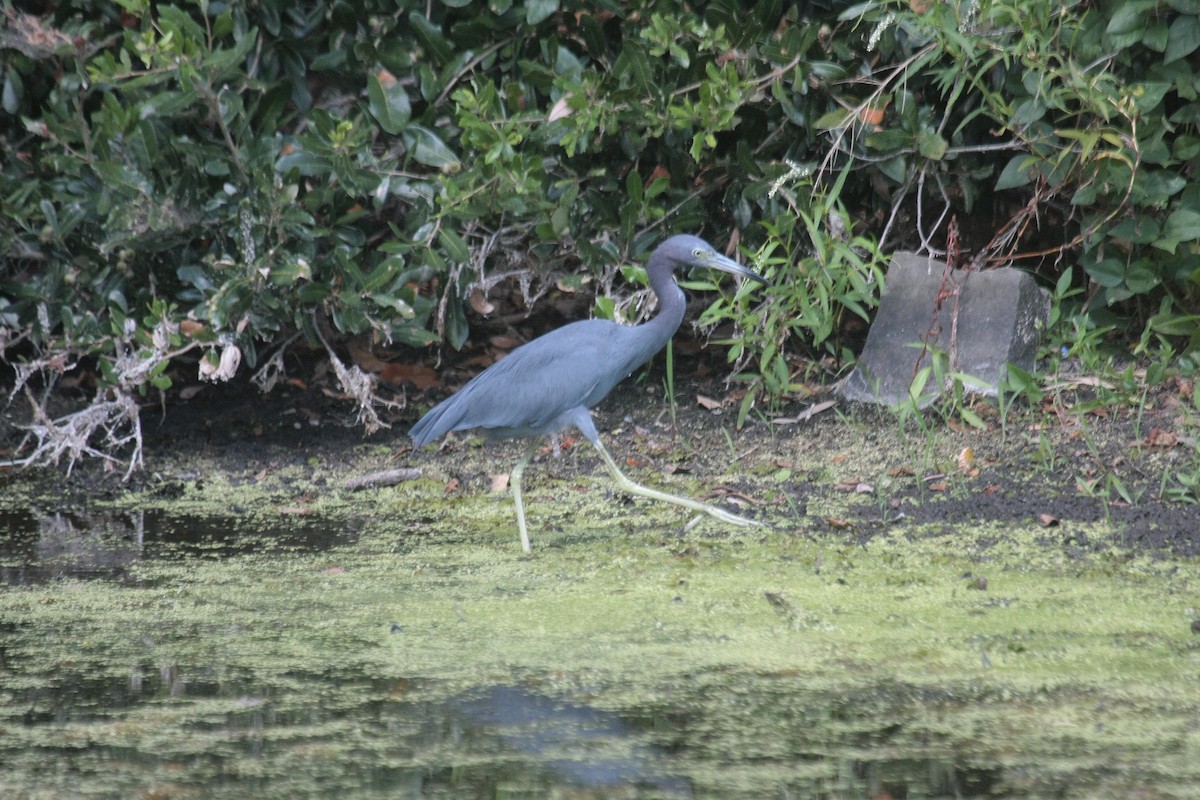 Garceta Azul - ML646993803