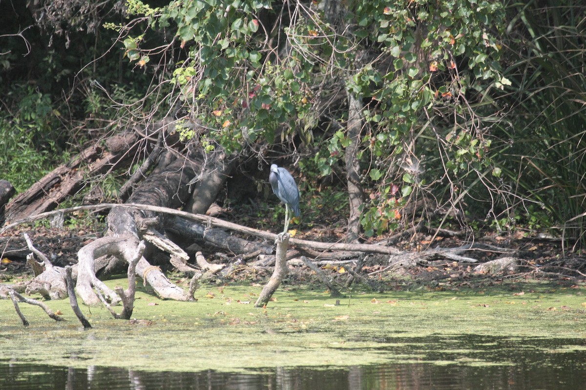 Garceta Azul - ML646993804