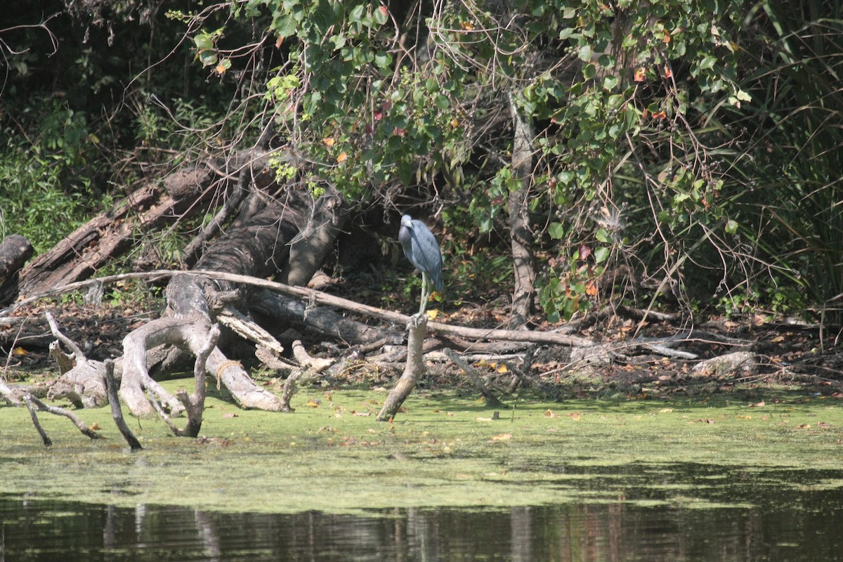 Garceta Azul - ML646993805