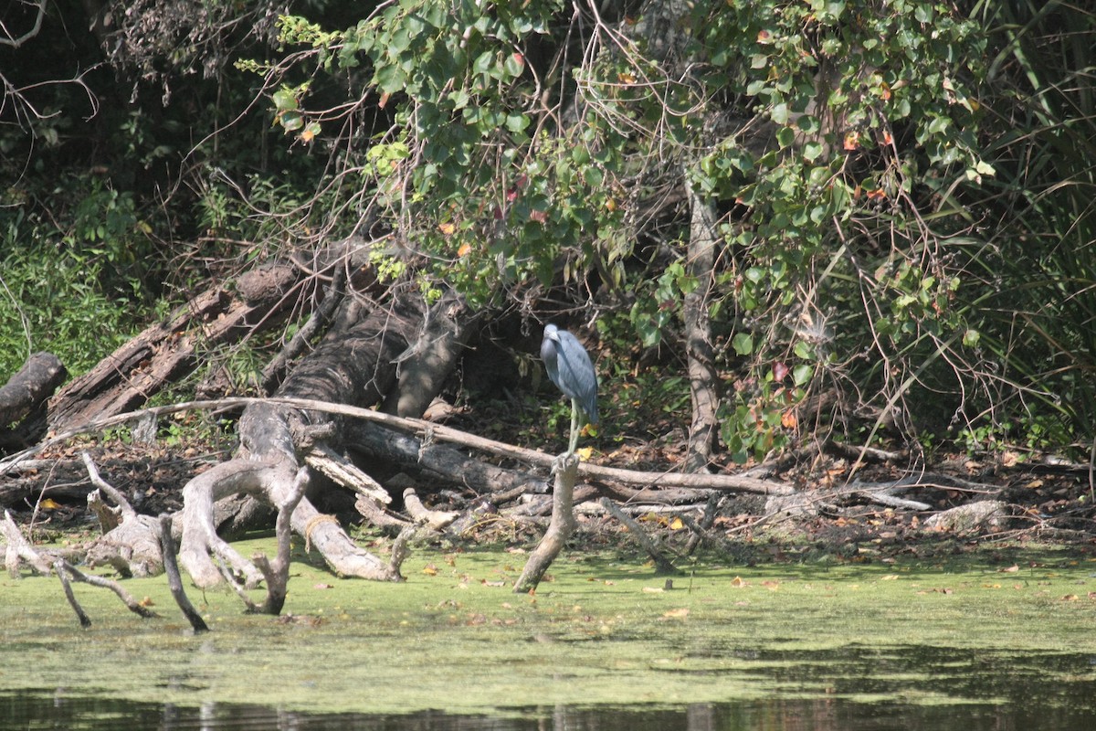 Garceta Azul - ML646993806
