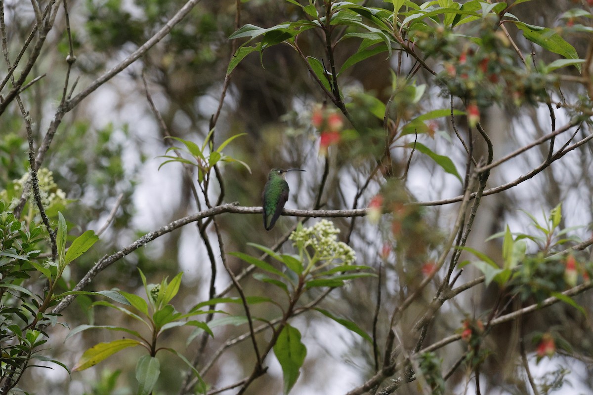 Mountain Velvetbreast - ML646993808