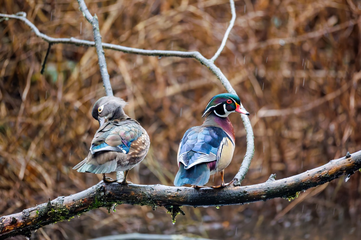 Pato Joyuyo - ML646993835