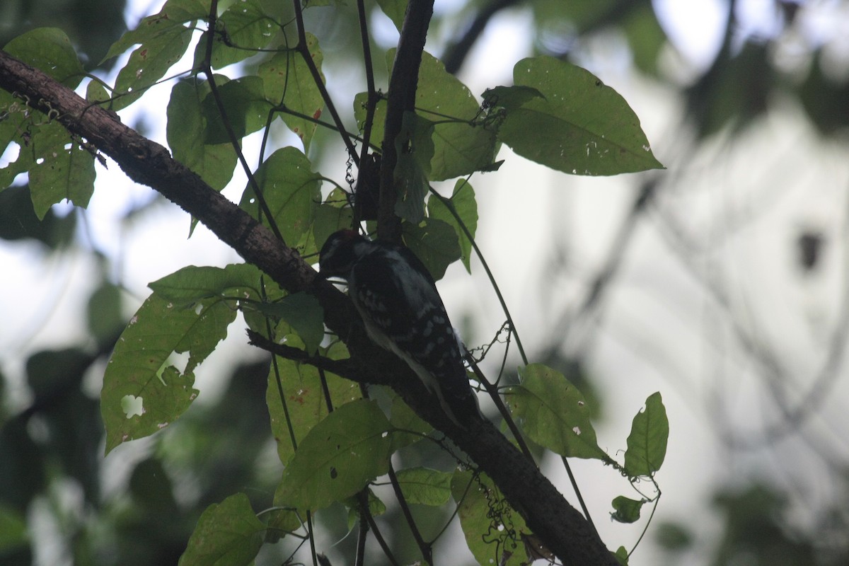 Pico Pubescente - ML646993837