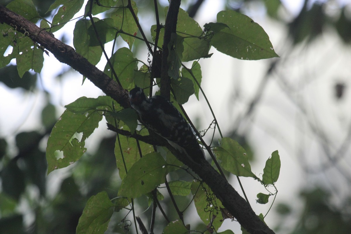 Pico Pubescente - ML646993838