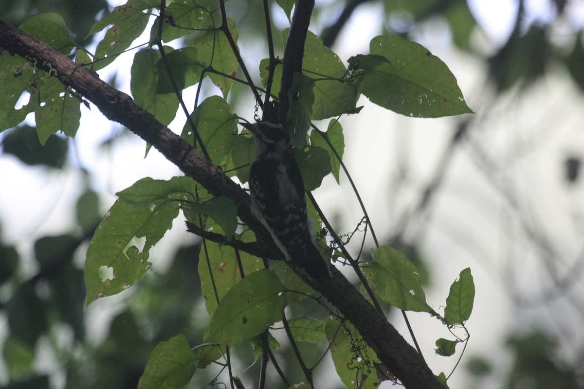 Pico Pubescente - ML646993839