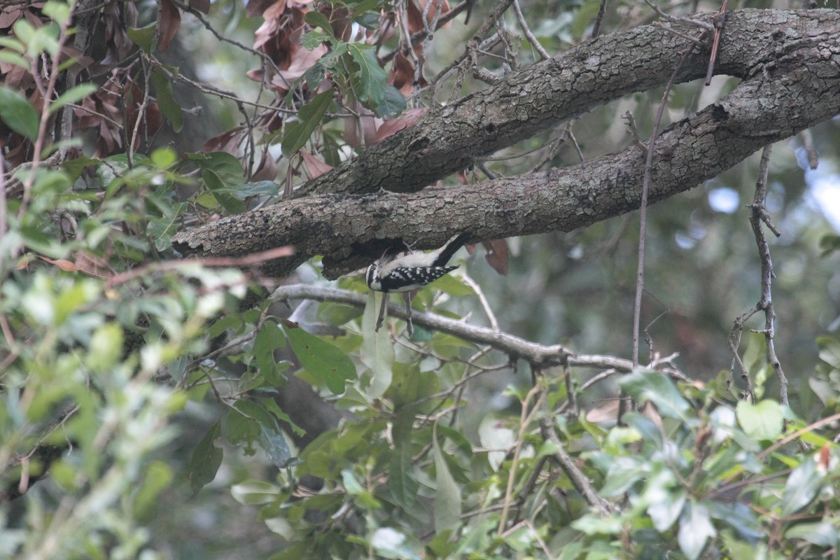 Pico Pubescente - ML646993840