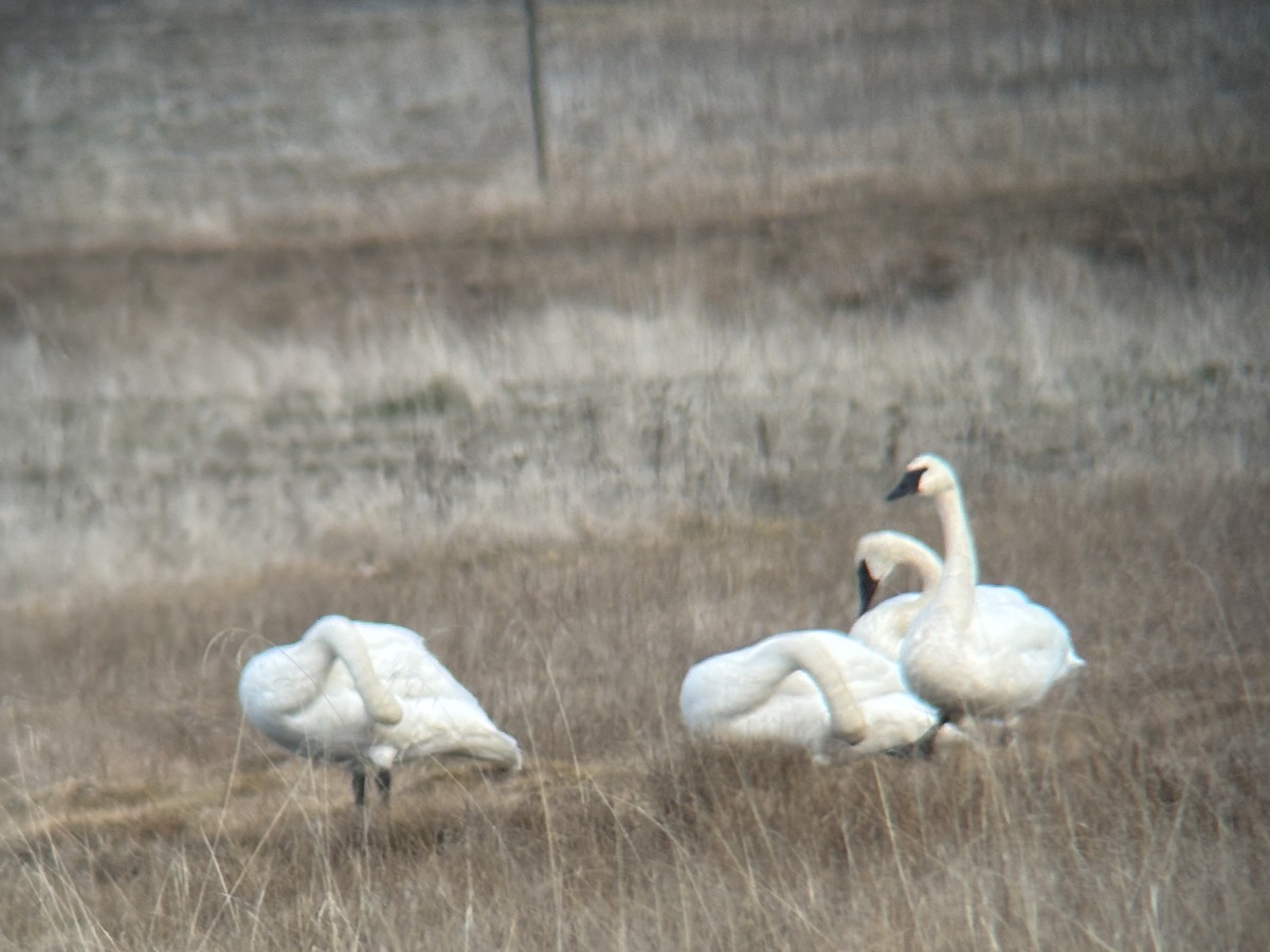 Tundra Swan - ML646993846