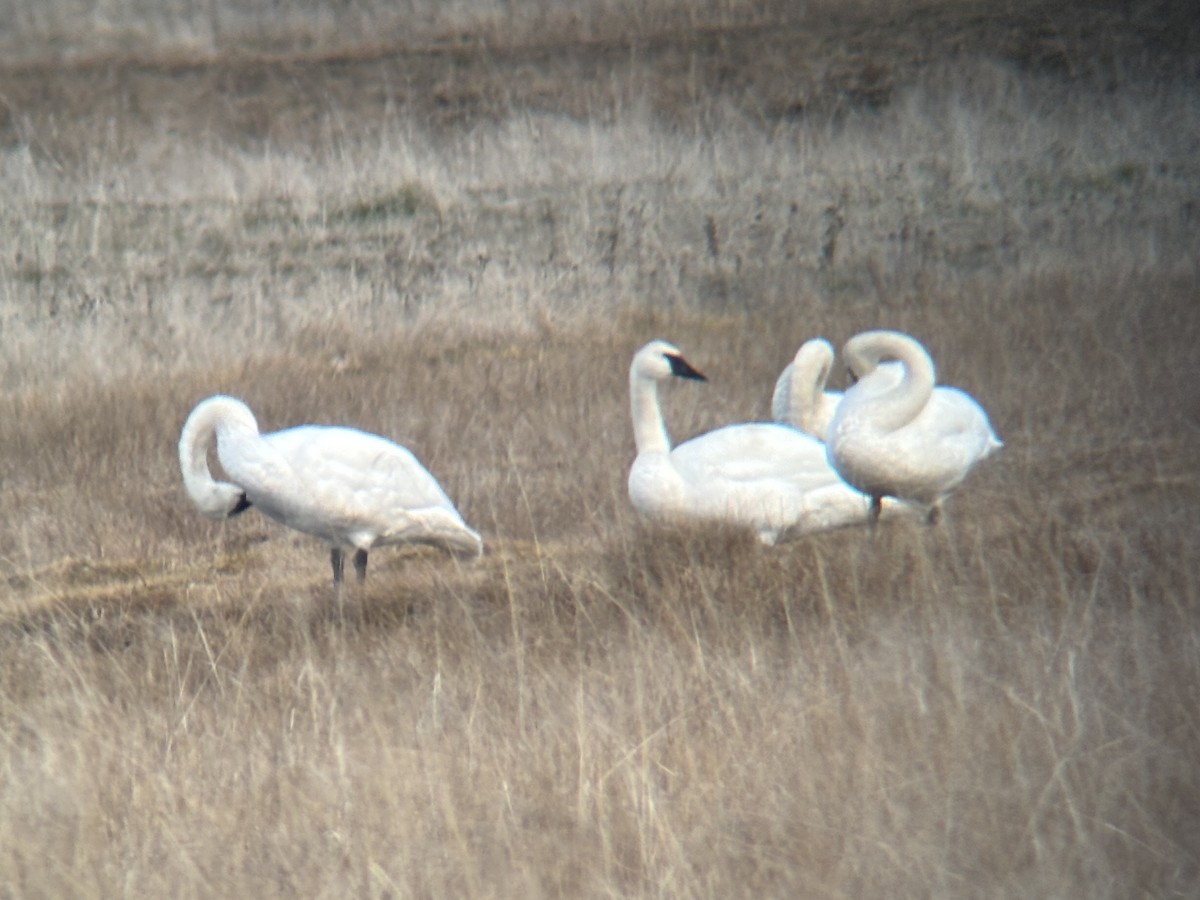 Tundra Swan - ML646993847