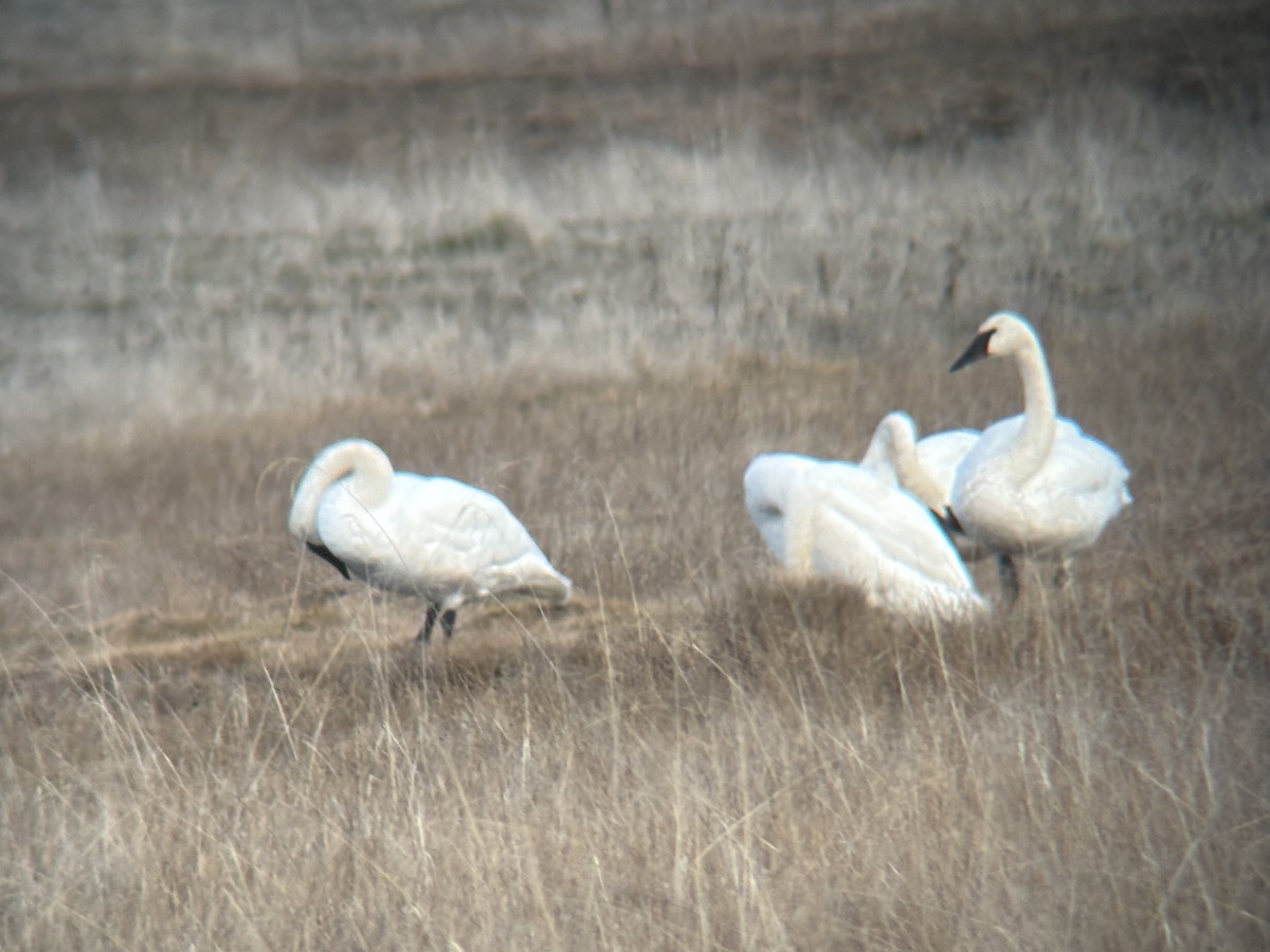 Tundra Swan - ML646993848