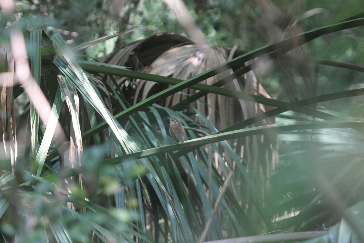 Cucarachero de Carolina - ML646993849