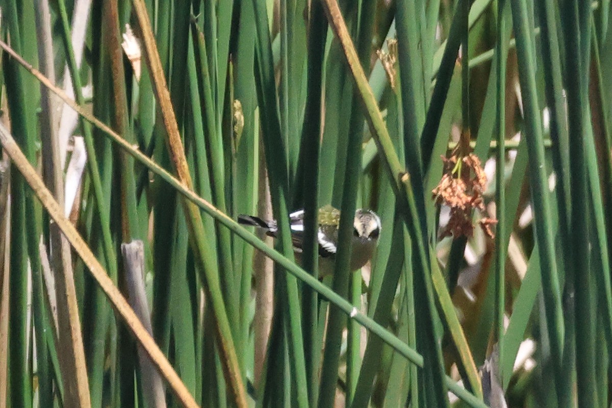 Разноцветный тачурито - ML646993860