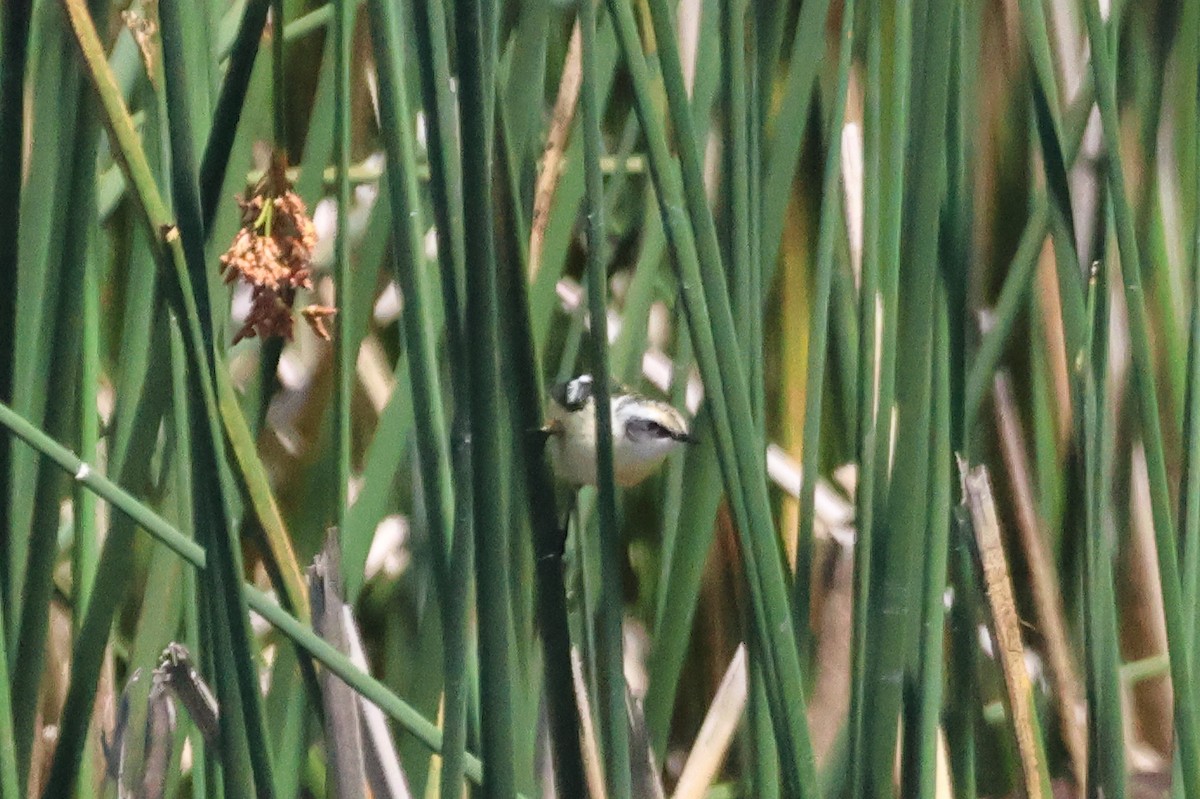 Разноцветный тачурито - ML646993861