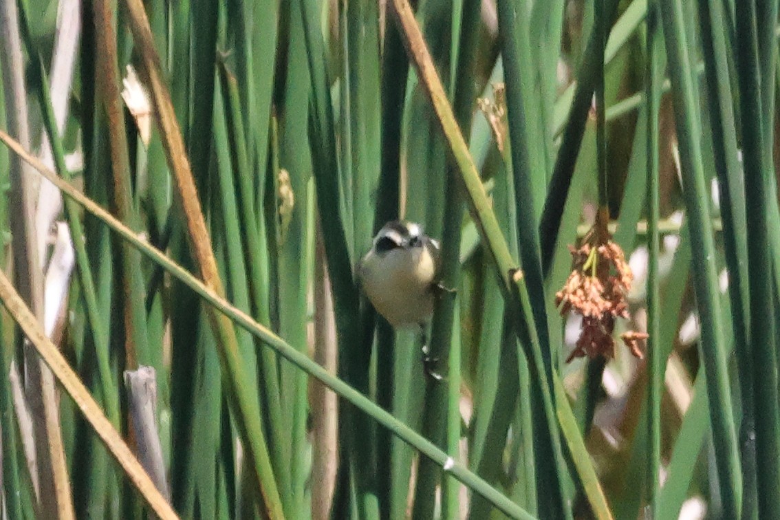 Разноцветный тачурито - ML646993862