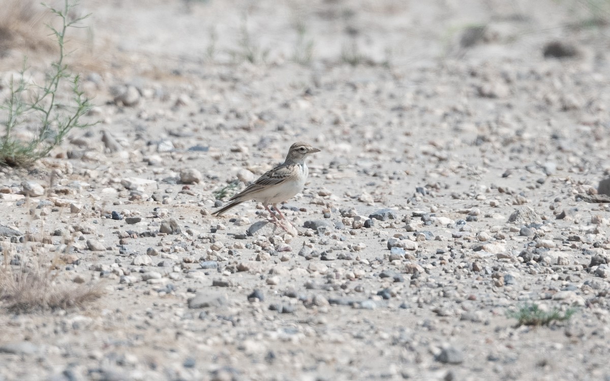 Greater Short-toed Lark - ML646993863