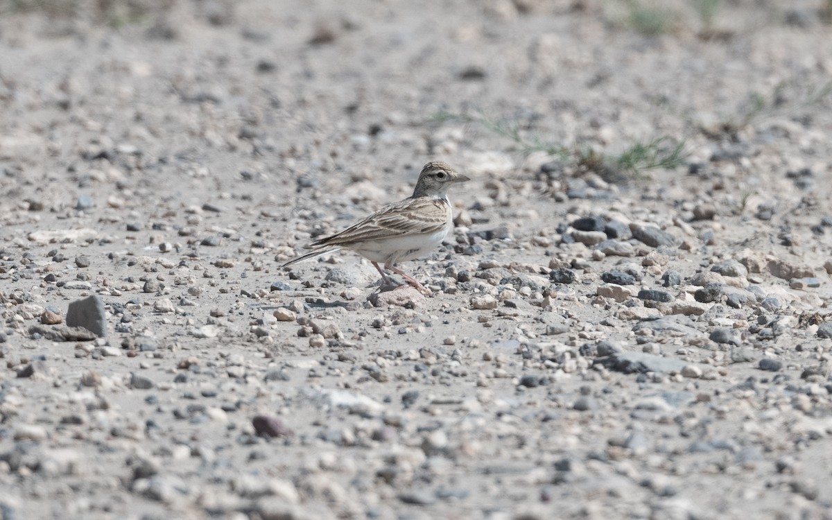 Greater Short-toed Lark - ML646993864